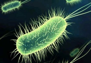 Les bactéries